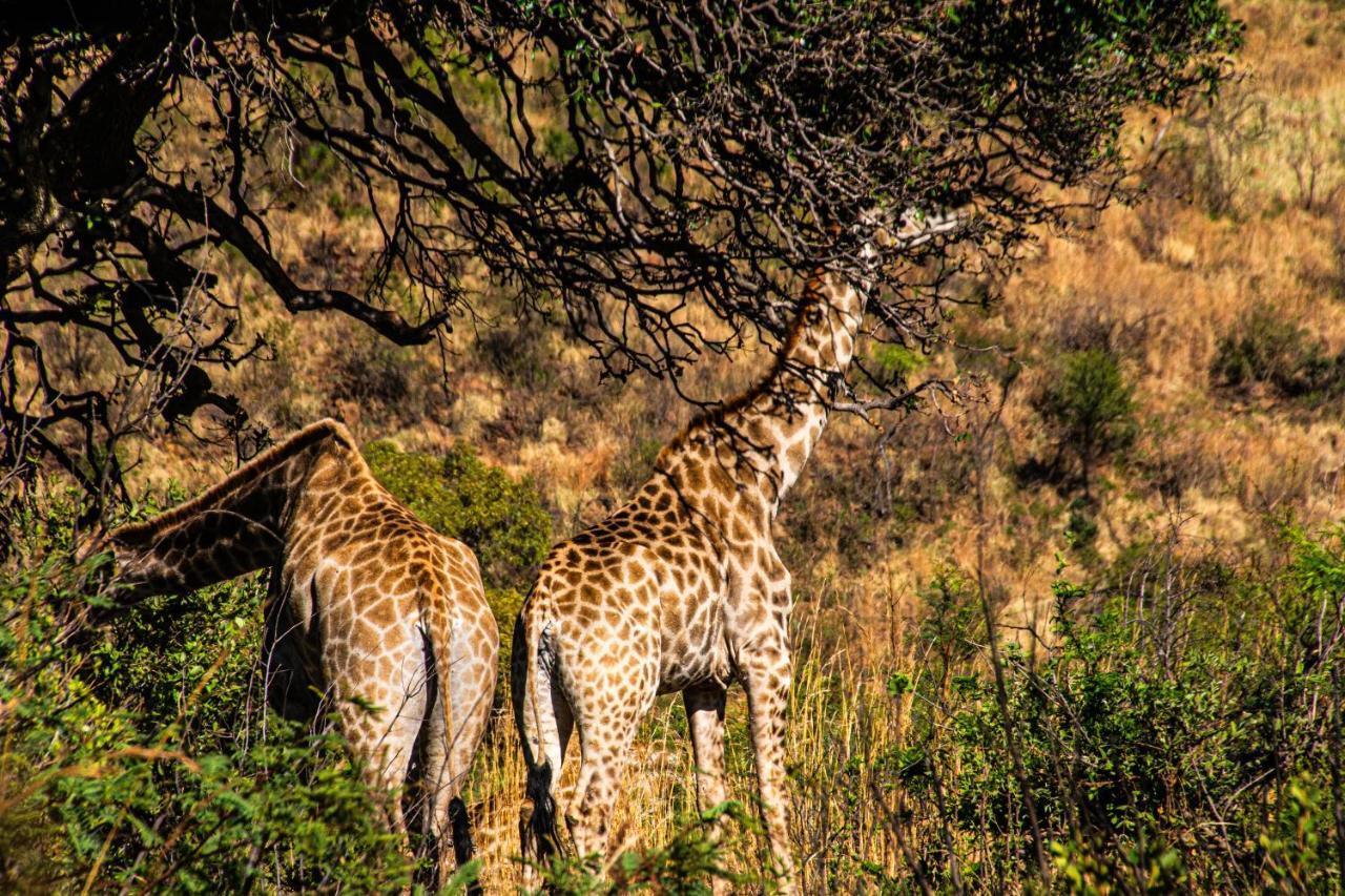 Tented Adventures Pilanesberg Extérieur photo