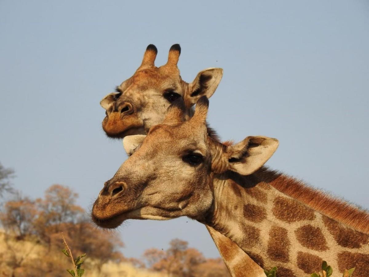 Tented Adventures Pilanesberg Extérieur photo