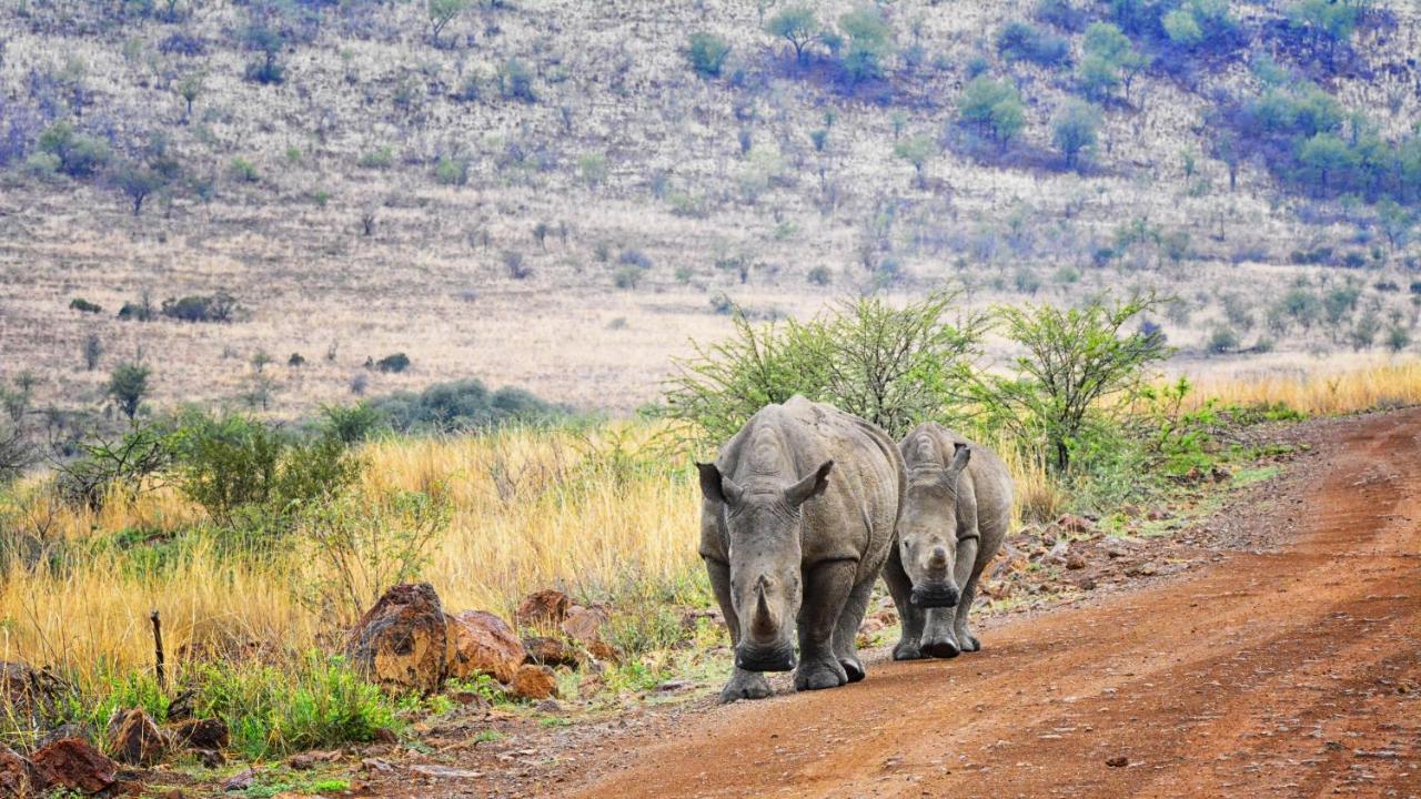 Tented Adventures Pilanesberg Extérieur photo